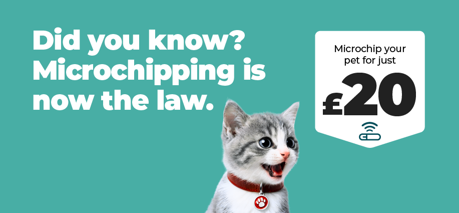 Microchipping for just £20